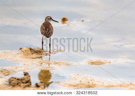 Wood Sandpiper Or Tringa Glareola Walks On Lake