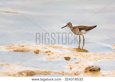 Wood Sandpiper Or Tringa Glareola Walks On Lake