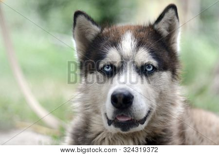 Arctic Malamute With Blue Eyes Muzzle Portrait Close Up. This Is A Fairly Large Dog Native Type