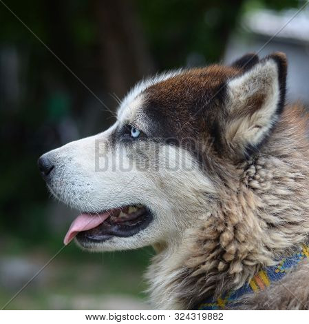 Arctic Malamute With Blue Eyes Muzzle Portrait Close Up. This Is A Fairly Large Dog Native Type