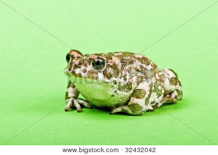 Bufo viridis. Grønne tudse på grøn baggrund. Studio makro skud.