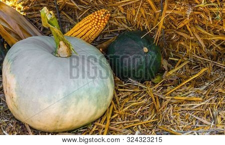 Autumn Decorations With Pumpkins And A Rustic Background