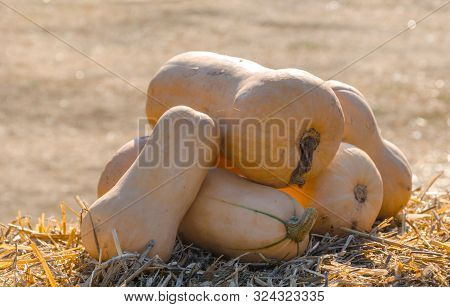 Autumn Decorations With Pumpkins And A Rustic Background