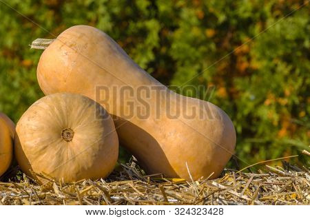 Autumn Decorations With Pumpkins And A Rustic Background