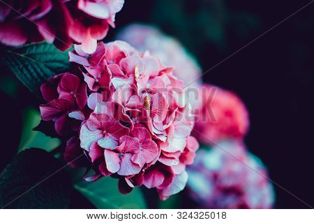 Hydrangea Serrata Is A Species Of Flowering Plant In The Family Hydrangeaceae, Native To Mountainous