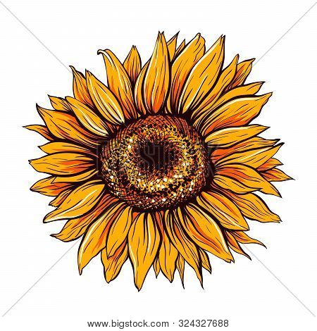 Sunflower Hand Drawn Vector Illustration. Beautiful Orange Flower Bud, Blooming Wildflower. Agricult