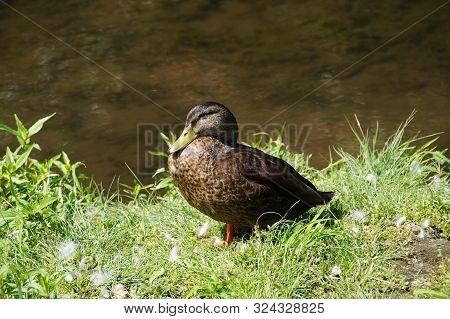 Sammamish Park In Redmond. A Wild Duck While Resting On The Shore.