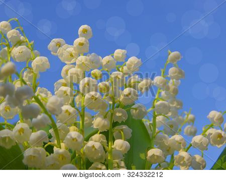 White Lily Of The Valley. Gentle Spring Flowers.