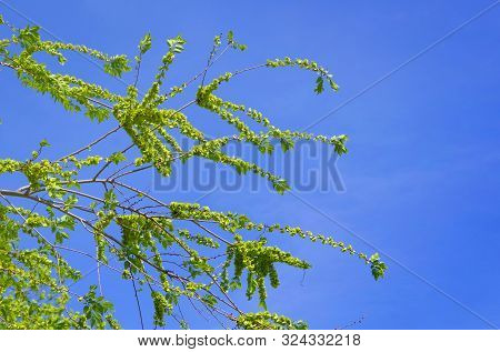 Tree Branch With Green Young Foliage Against The Blue Sky. Green Floral