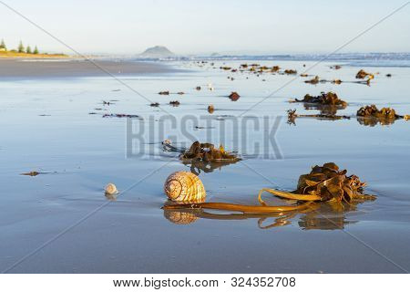 Large Seashell And Washed Up Kelp On Sand With Beach And Sea Background At Papamoa Tauranga, New Zea