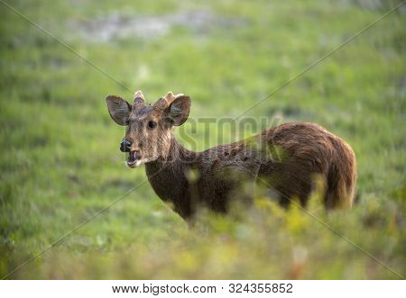 Hog Deer Feeding At Kaziranga National Park In Assam, India