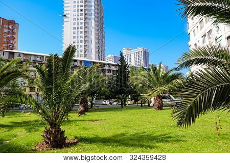 Pygmy Date Palm Trees (phoenix Roebelenii) In City Park In Batumi, Georgia