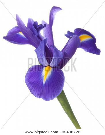 Blå iris eller blueflag blomst isoleret på hvid baggrund