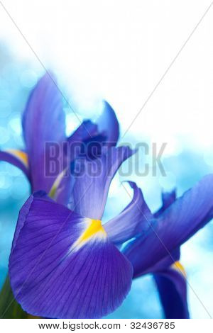 Smukke blå iris blomster baggrund