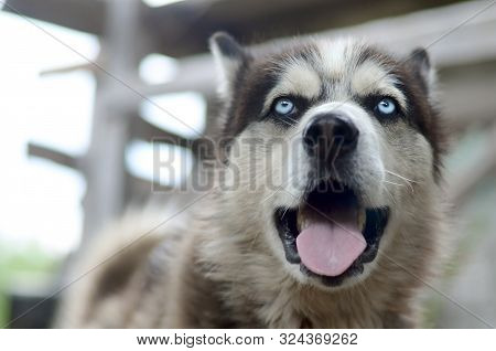 Arctic Malamute With Blue Eyes Muzzle Portrait Close Up. This Is A Fairly Large Dog Native Type