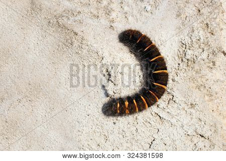 Black Fluffy Caterpillar With Orange Stripes Sits On Stone. Concept Insect Larva.