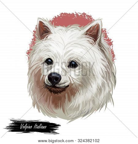 Volpino Italiano Dog Spitz Type Breed Portrait Isolated On White. Digital Art Illustration, Animal W
