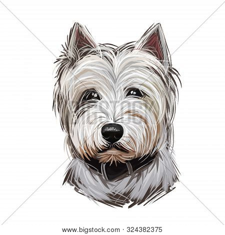 West Highland White Terrier Or Westie Dog Breed Portrait Isolated On White. Digital Art Illustration
