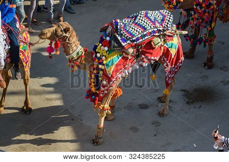 Jaisalmer, India - February 17, 2019: Ceremonial Procession Camels And Riders In Desert Festival In 