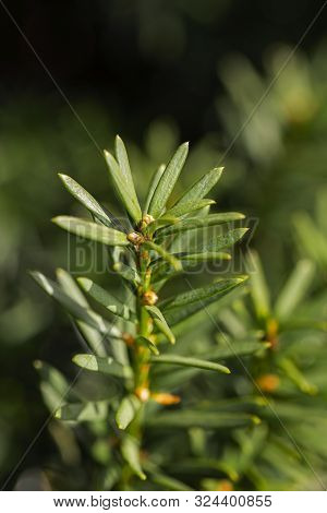 Macro Shot Of A Pine Branch Against Blur Background