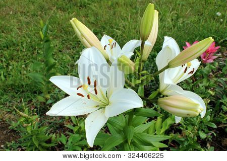 Bunch Of Blooming White Nankeen Lily Flowers