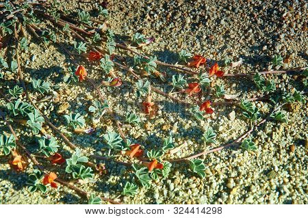 Red Desert Flower, Mongolian Altai, Mongolia Close Up