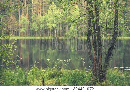 Forest Around The Lake. Reflection Of Trees In Water. Blue Lakes On Naroch