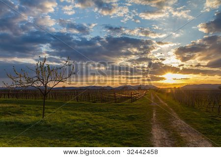 Vineyard at sunset, Pfalz, Germany