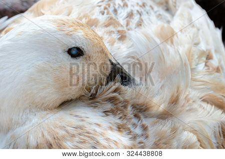 Cataract In Eye Of Domestic Breed Duck Causing Blindness In Pet Abacot Ranger. Close Up In Resting P