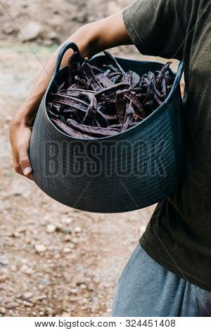 closeup of a young caucasian farmer man outdoors carrying a basket full of carob beans during the harvest