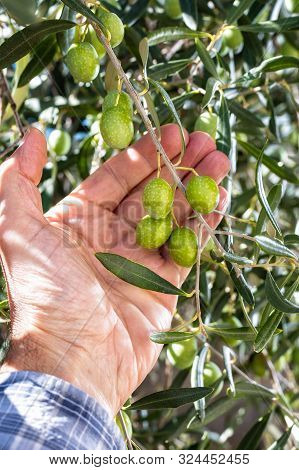 Caucasian Farmer Checks The Unripe Olives. Agriculture.