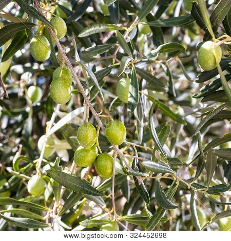 Unripe Olives On The Tree. Agriculture.