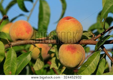 A Few Vineyard Peaches On A Branch