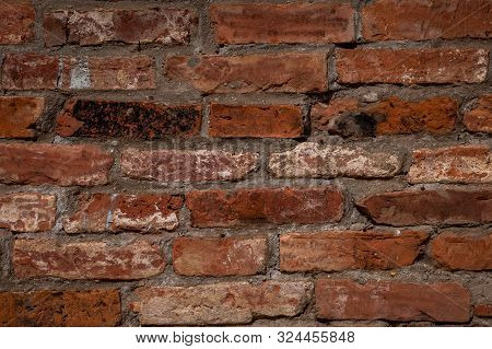 Red Brick Wall Texture Background. Old Weathered And Cracked Red And Orange Bricks With Grey Concret