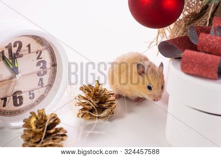 White Rat Crawls In The New Year Decorations, Christmas Trees Toys, Balls. Symbol Of The New 2020 An
