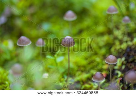 Small Toadstool Mushrooms, Macro, Toadstool Mushrooms, Horizontal Photo