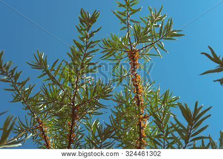 Fresh Bright Sea Buckthorn Berries On A Branch In Nature On A Sunny Day With Clear Blue Sky Backgrou