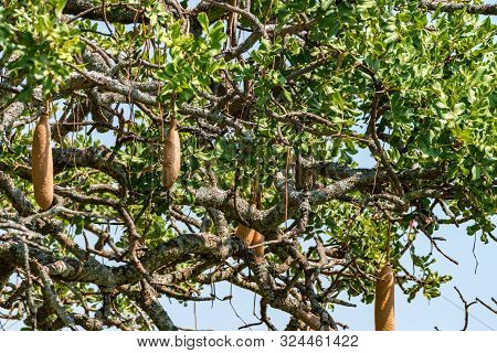 Sausage Tree Fruit Or Kigelia Africana In Africa