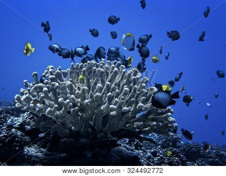Antler Coral Underwater Houses Several Types Of Tropical Fish In Hawaii.
