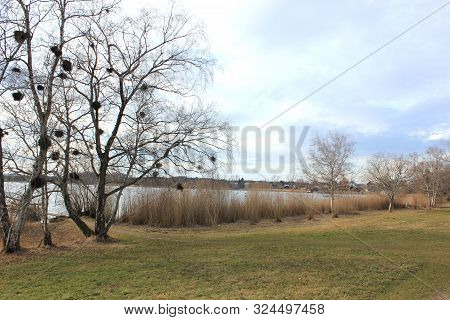 Autumn At The Lakeside Of The Pfaeffikersee