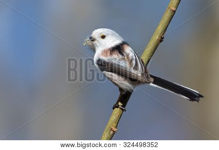 Adult Long-tailed Tit Posing On Small Stick With Lichen Material For Nest Building In Spring