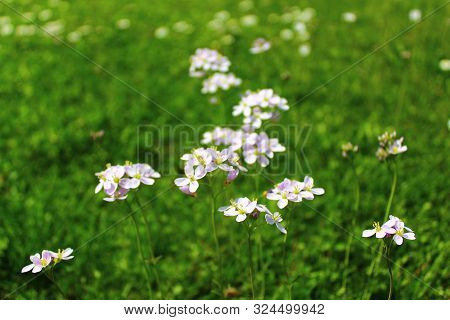 The Pictureshows A Meadow With Cuckoo Flowers.