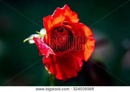 Detailed Portrait Of A Single Red And Yellow Kleopatra Rose Head With A Green Bokeh Background In Br