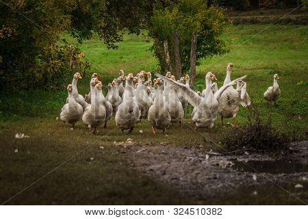 Flock Of Geese.village Geese Is Running To The Pond.