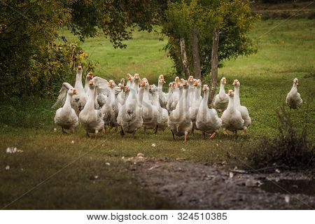 Flock Of Geese.village Geese Is Running To The Pond.