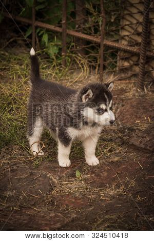 Small Puppies Breed Siberian Husky.husky Puppies Play In The Enclosure.