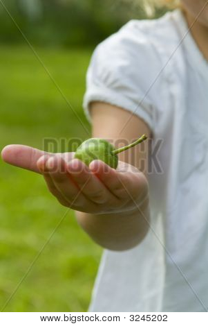 Hand Holding Apples