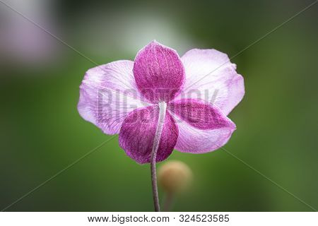 An image of a Anemone hupehensis pink flower