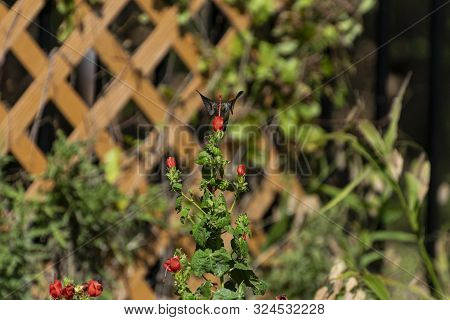 Tiny Female Ruby Throated Hummingbird Behind A Red Turkish Cap Flower With Her Wings Sweeping Back A