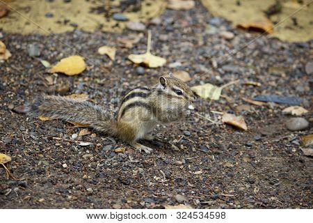 Eastern Chipmunk-tamias Striatus, Sitting On The Ground, Eating Food
